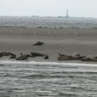 Seehundbank in der Nordsee