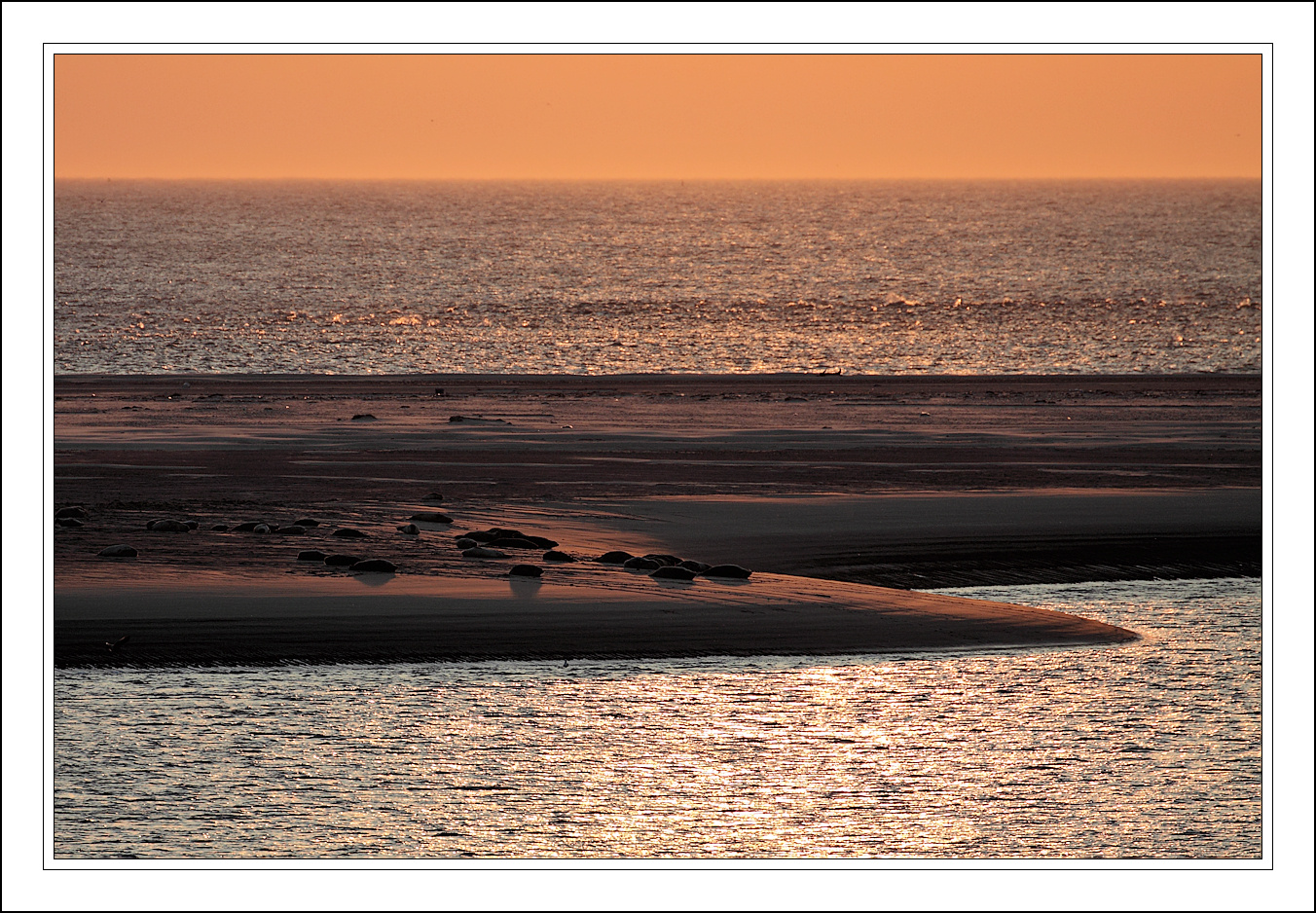 Seehundbank vor Borkum