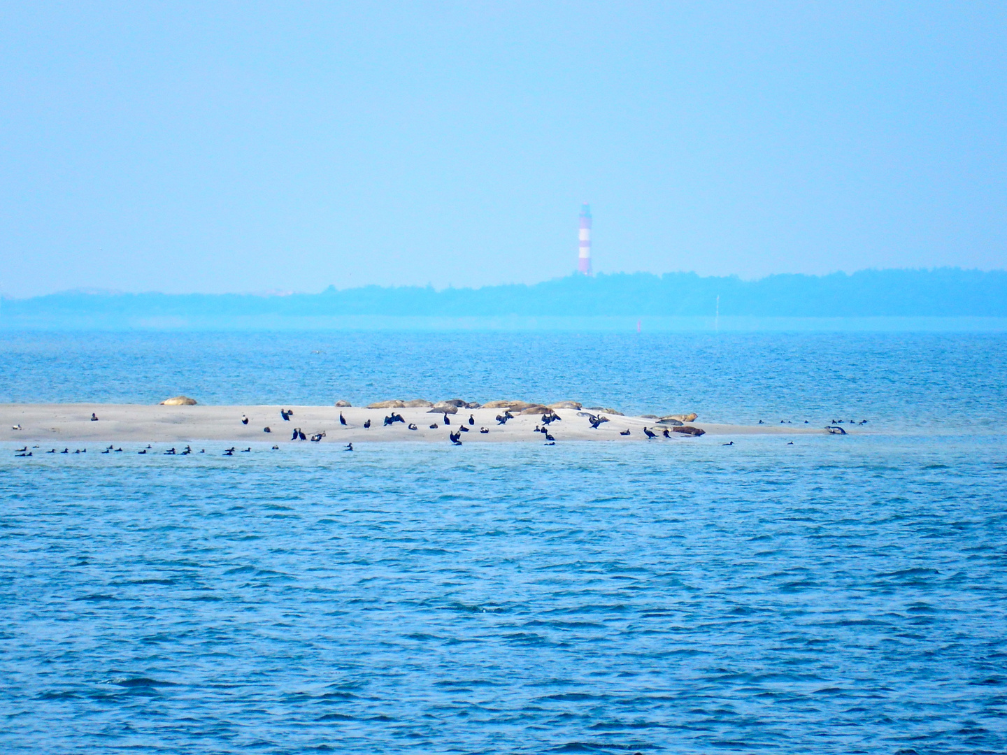 Seehundbank vor Föhr