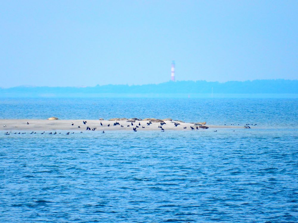 Seehundbank vor Föhr