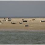 Seehundbank vor Hallig Hooge