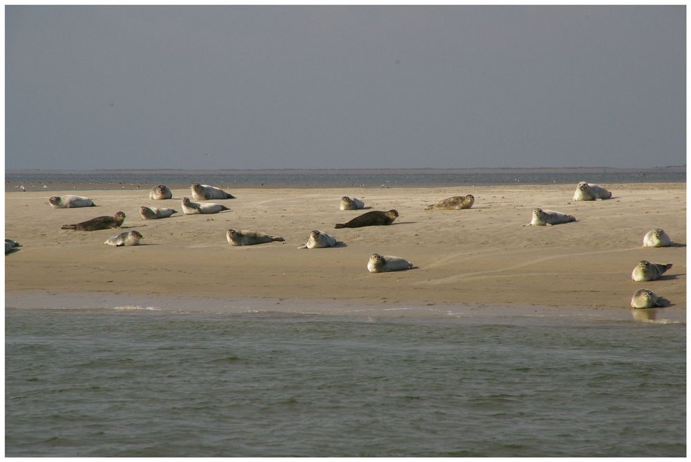 Seehundbank vor Hallig Hooge