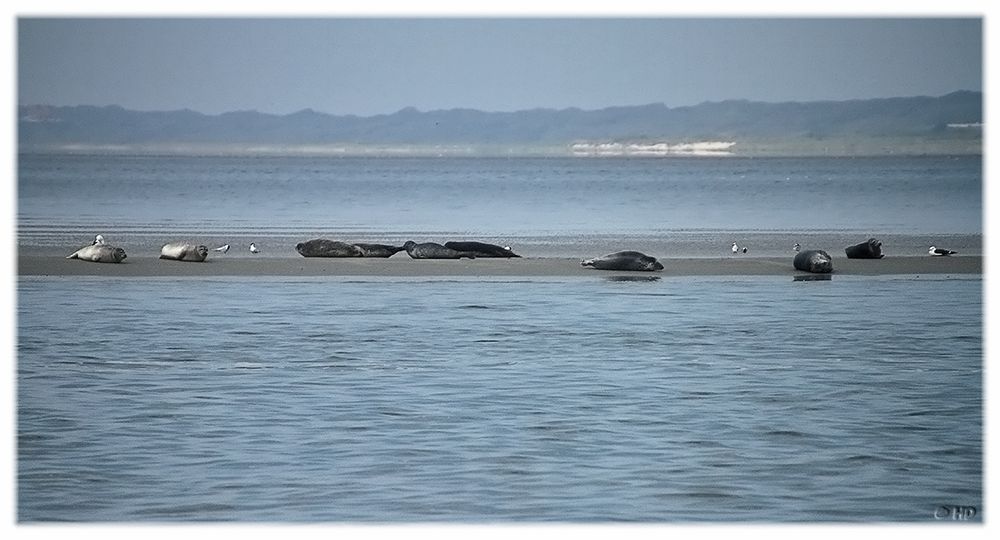 Seehundbank vor Norddeich / Norderney