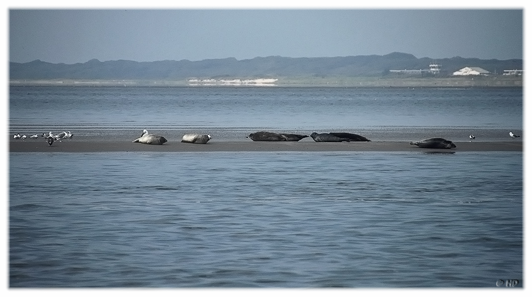 Seehundbank vor Norddeich / Norderney II