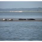 Seehundbank vor Norddeich / Norderney II