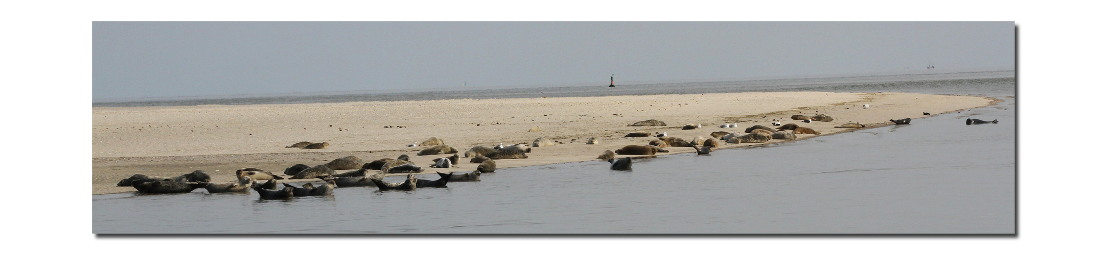 Seehundbank vor Spiekeroog