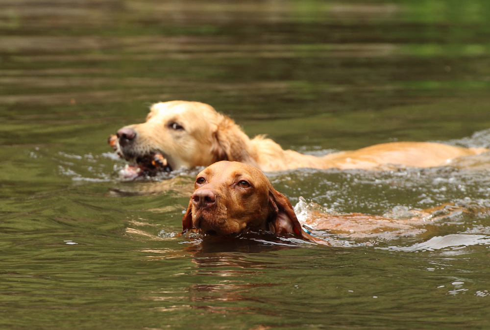 Seehunde