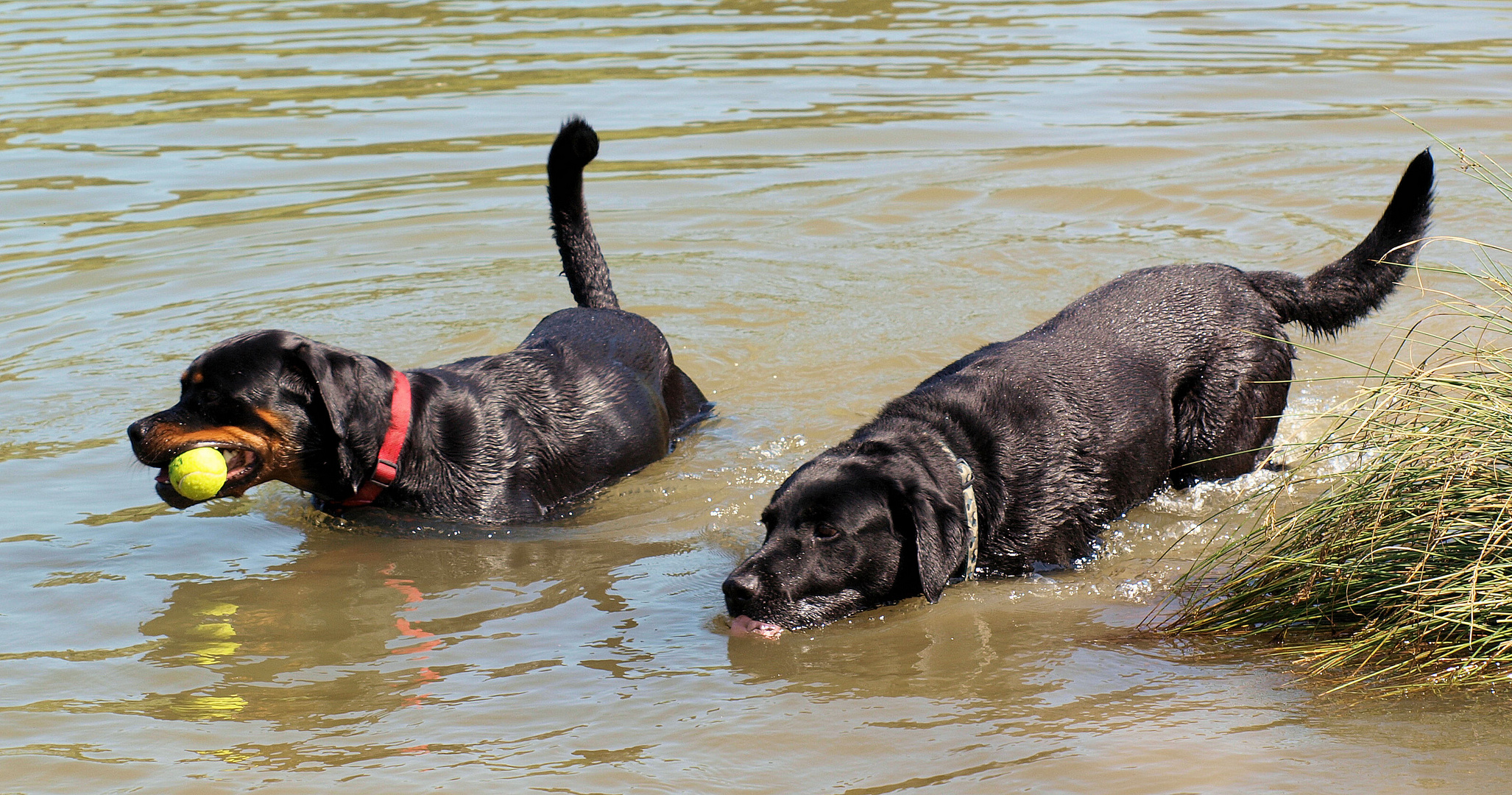 Seehunde