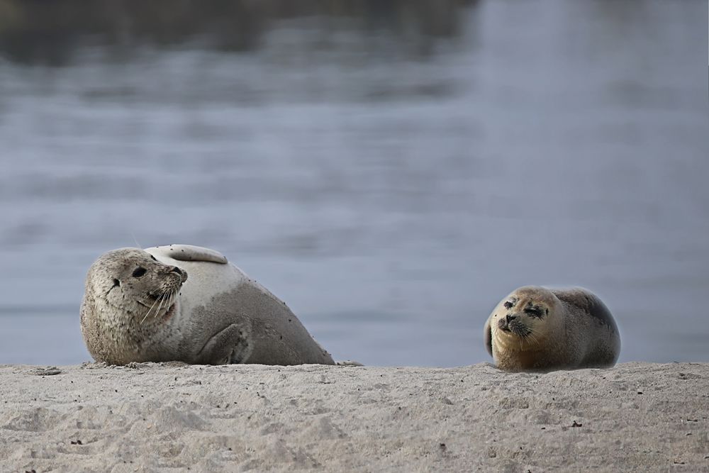 Seehunde