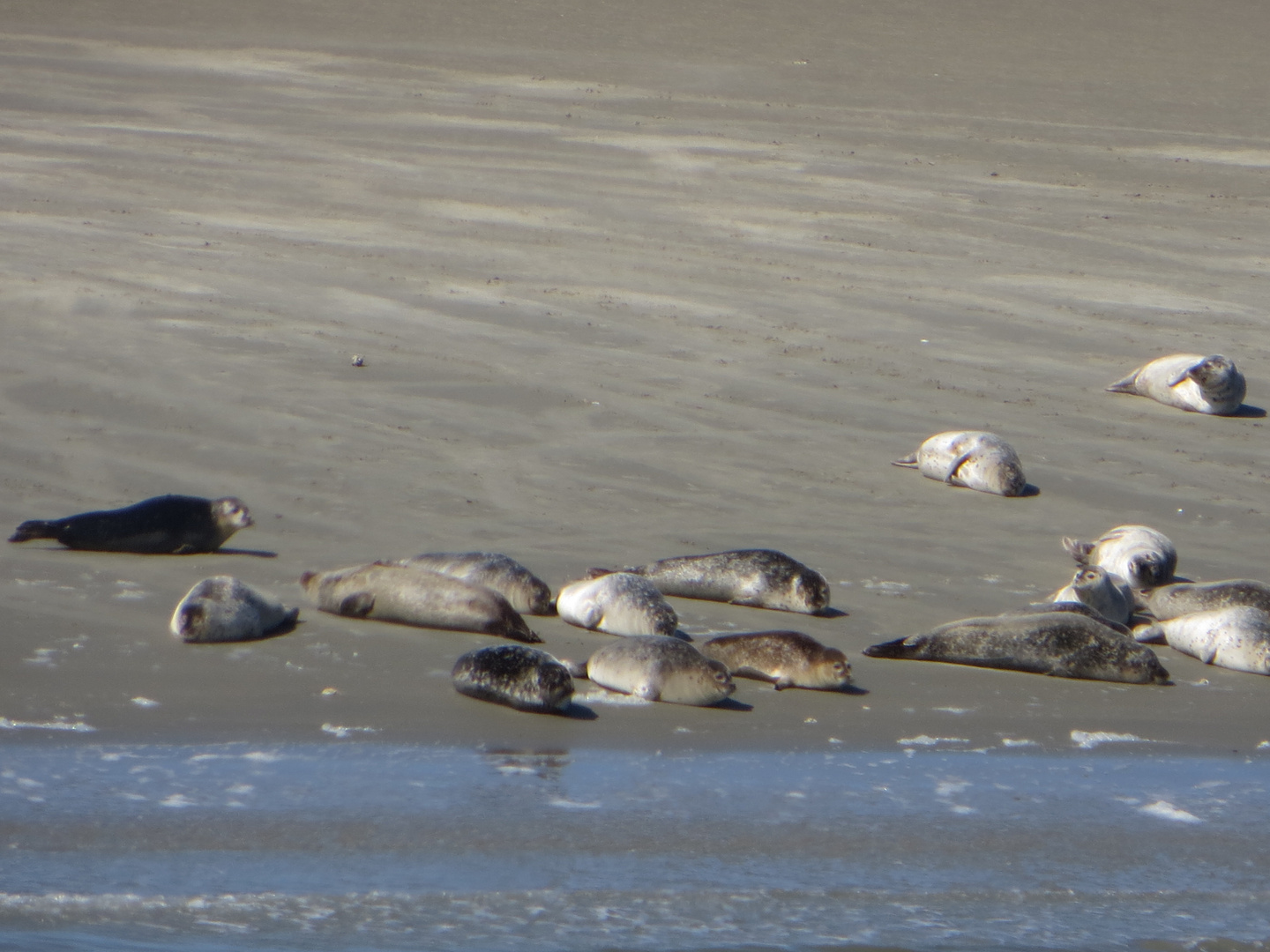 Seehunde am Inselende