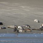 Seehunde am Inselende