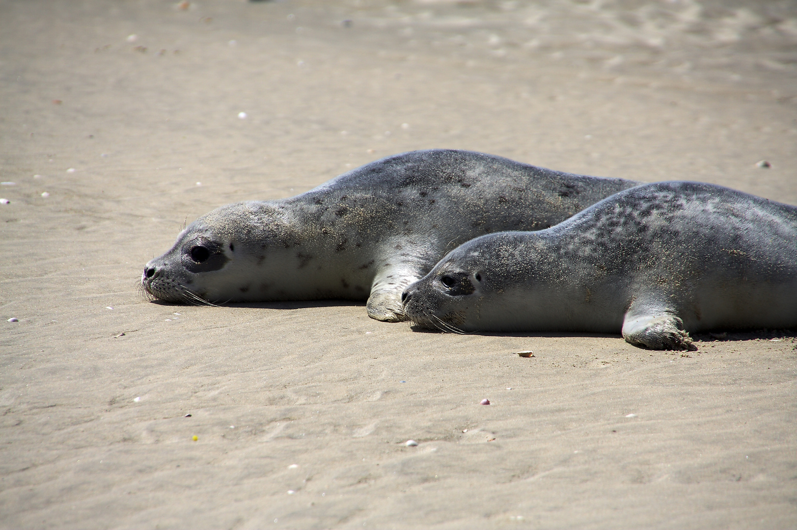 Seehunde an der Nordsee