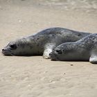 Seehunde an der Nordsee