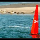 Seehunde an der Ostspitze von Norderney