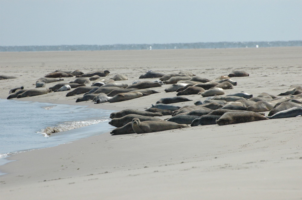 Seehunde auf Borkum