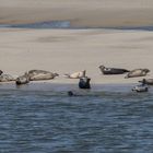 Seehunde auf Borkum