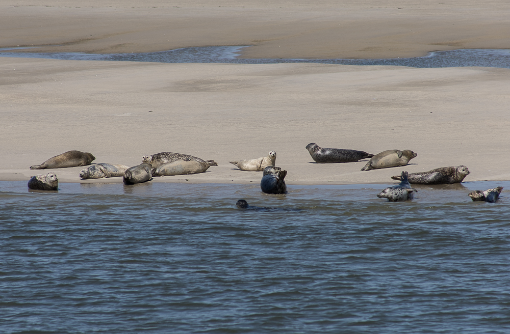 Seehunde auf Borkum