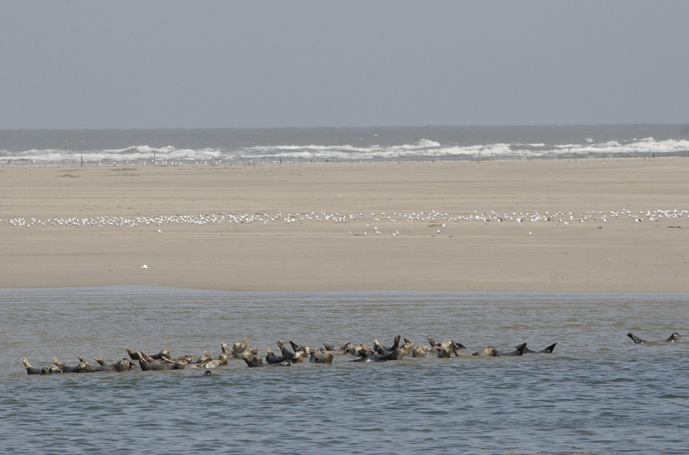 Seehunde auf Borkum (I)