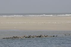 Seehunde auf Borkum (I)