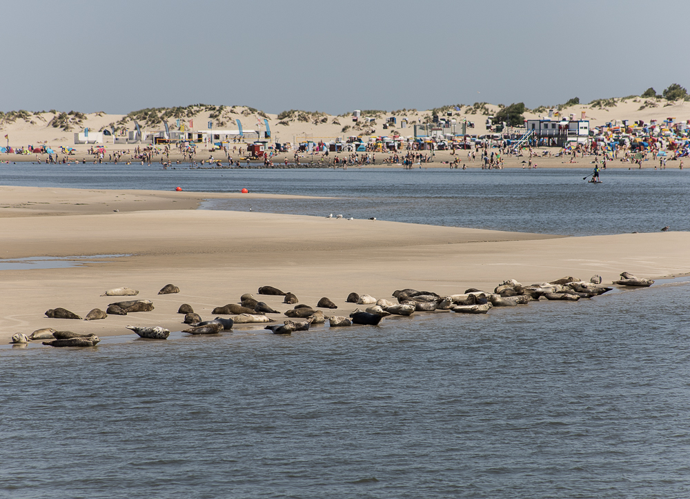 Seehunde auf Borkum II