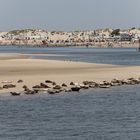 Seehunde auf Borkum II