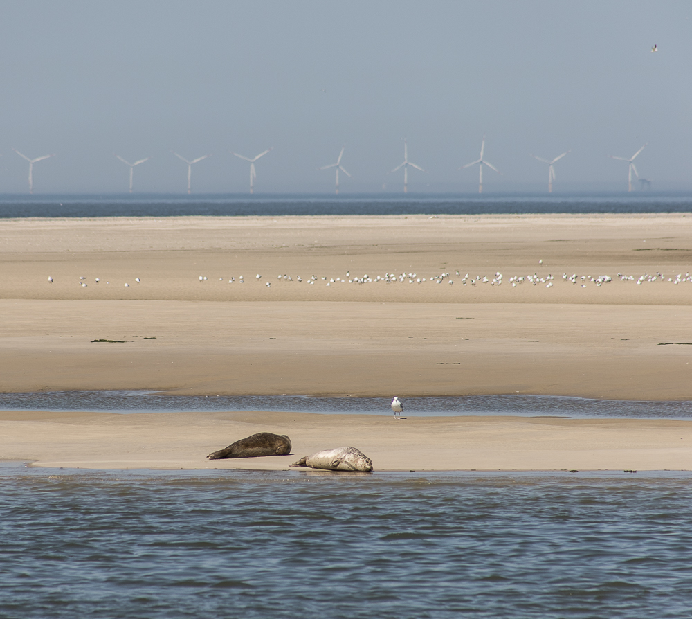 Seehunde auf Borkum III