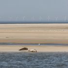 Seehunde auf Borkum III