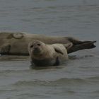 Seehunde auf dem Borkum Riff