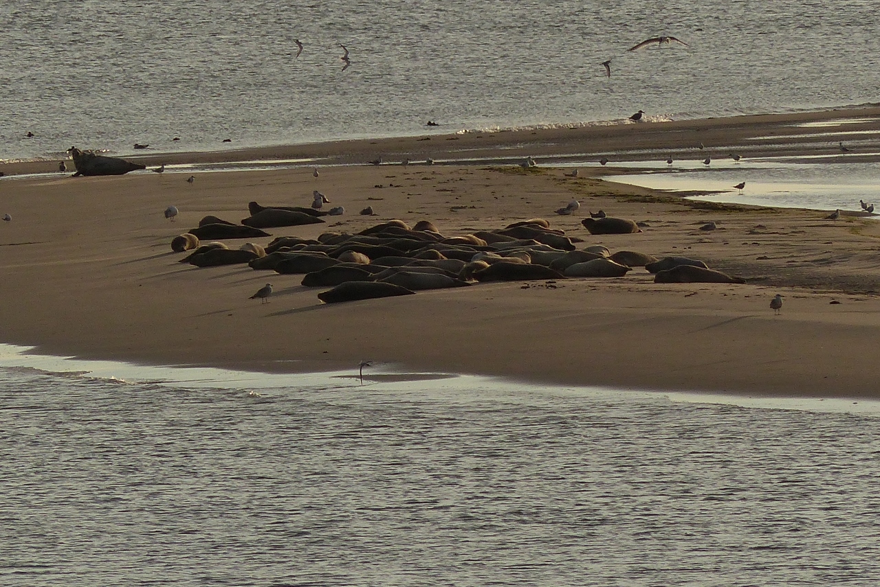 Seehunde auf der Sandbank vor Borkum