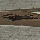 Seehunde auf der Sandbank vor Borkum