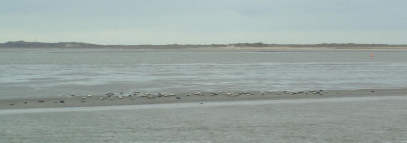 Seehunde auf einer Sandbank vor Juist