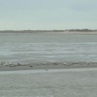 Seehunde auf einer Sandbank vor Juist