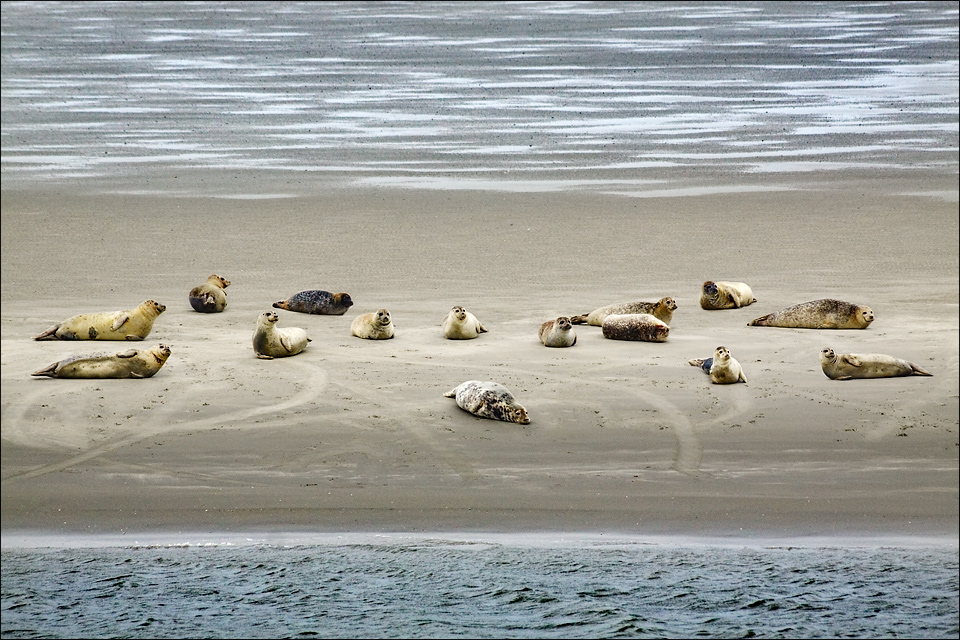 Seehunde auf einer Sandbank vor Norderney