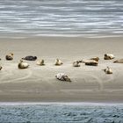 Seehunde auf einer Sandbank vor Norderney