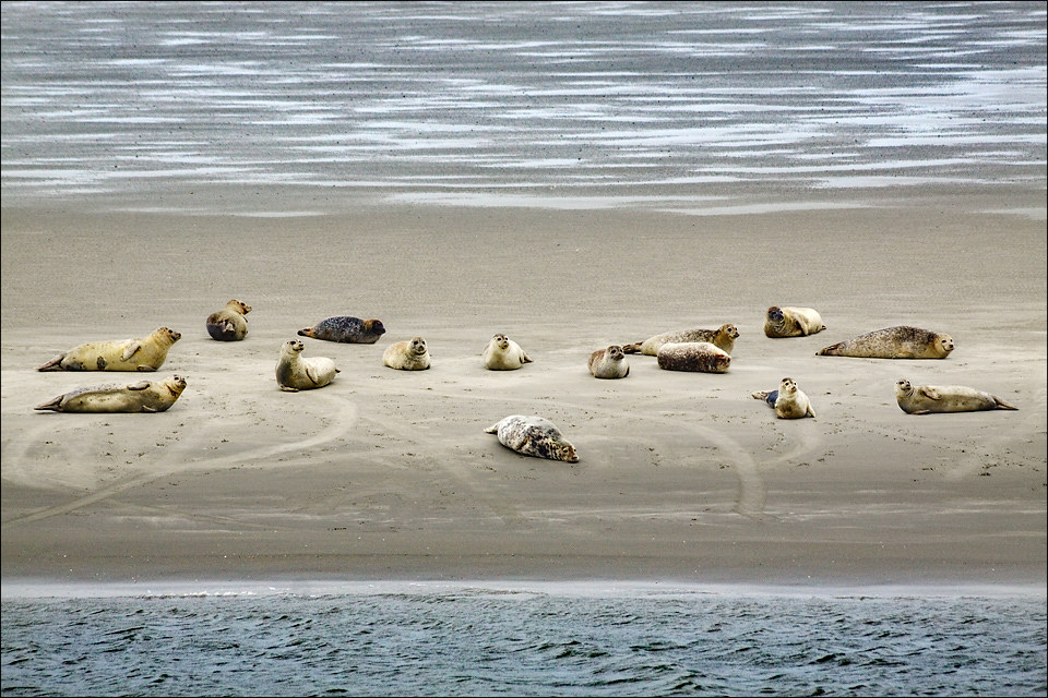 Seehunde auf einer Sandbank vor Norderney von Beate Zi. 