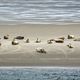 Seehunde auf einer Sandbank vor Norderney