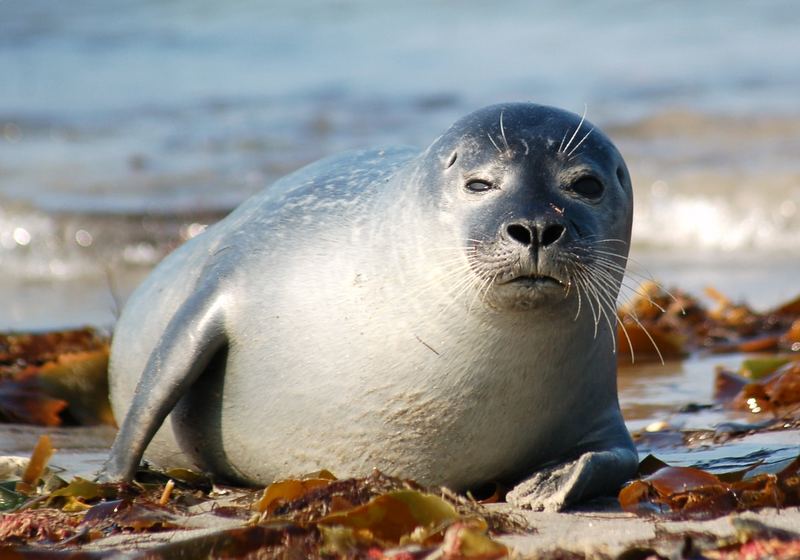 Seehunde auf Helgoland