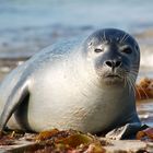 Seehunde auf Helgoland