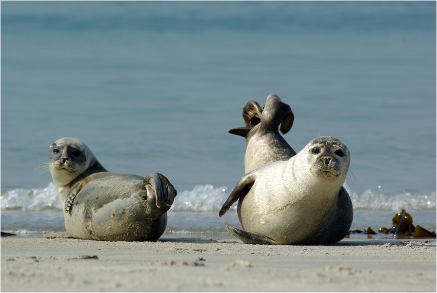 Seehunde auf Helgoland / Düne