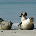 Seehunde auf Helgoland / Düne