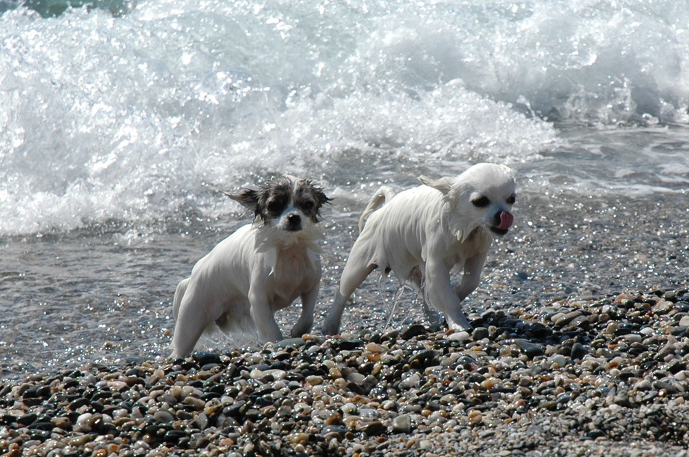 Seehunde auf Landgang !!!