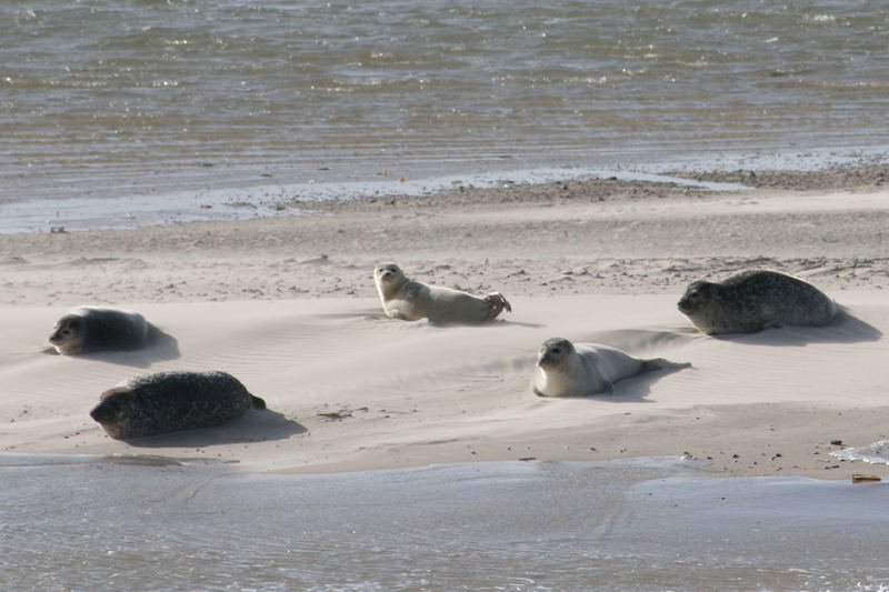 Seehunde auf Norderney