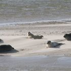 Seehunde auf Norderney