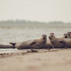 Seehunde auf Norderney