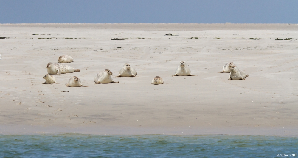 Seehunde auf Norderoogsand