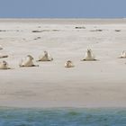 Seehunde auf Norderoogsand