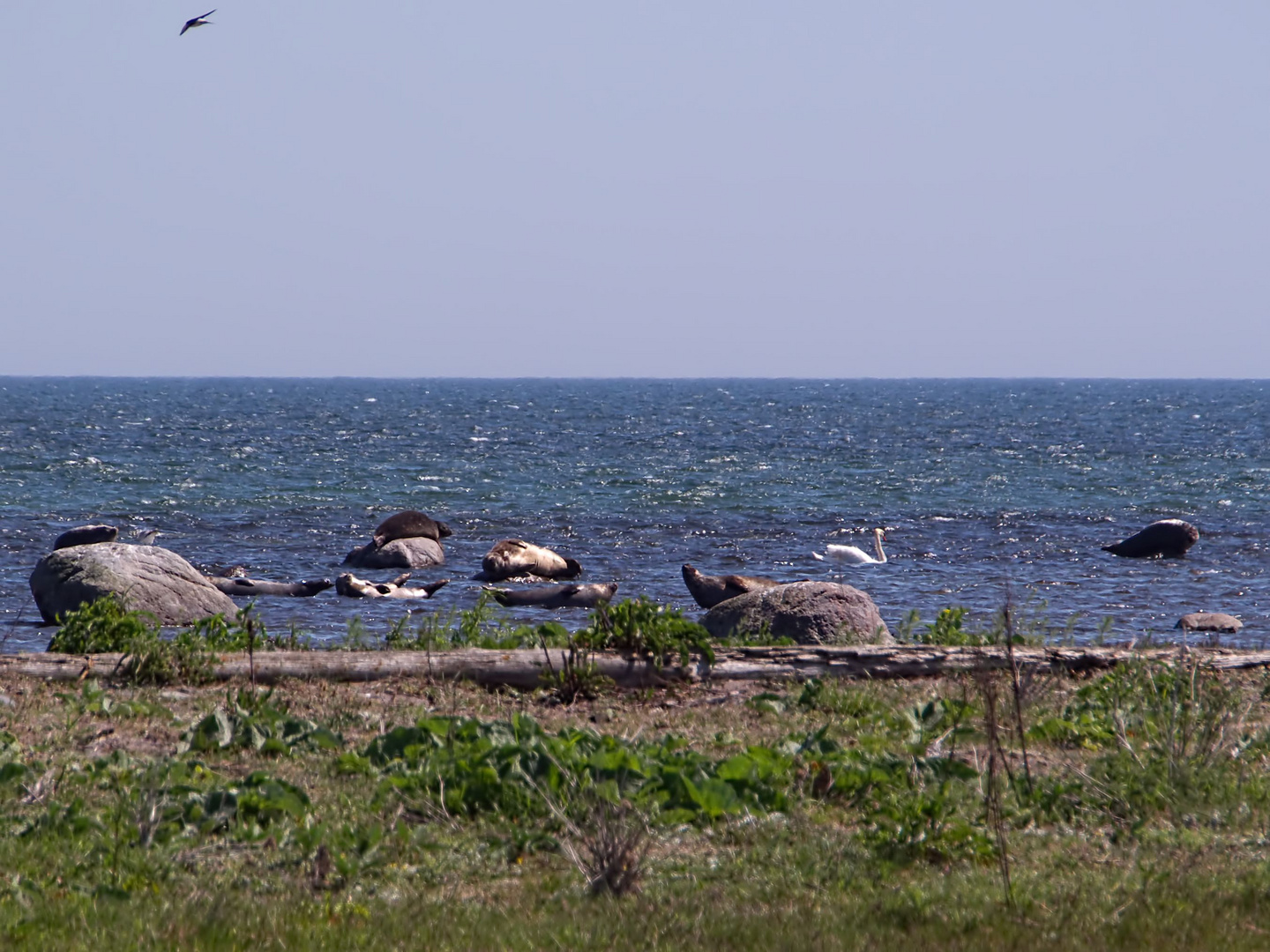 Seehunde auf Öland