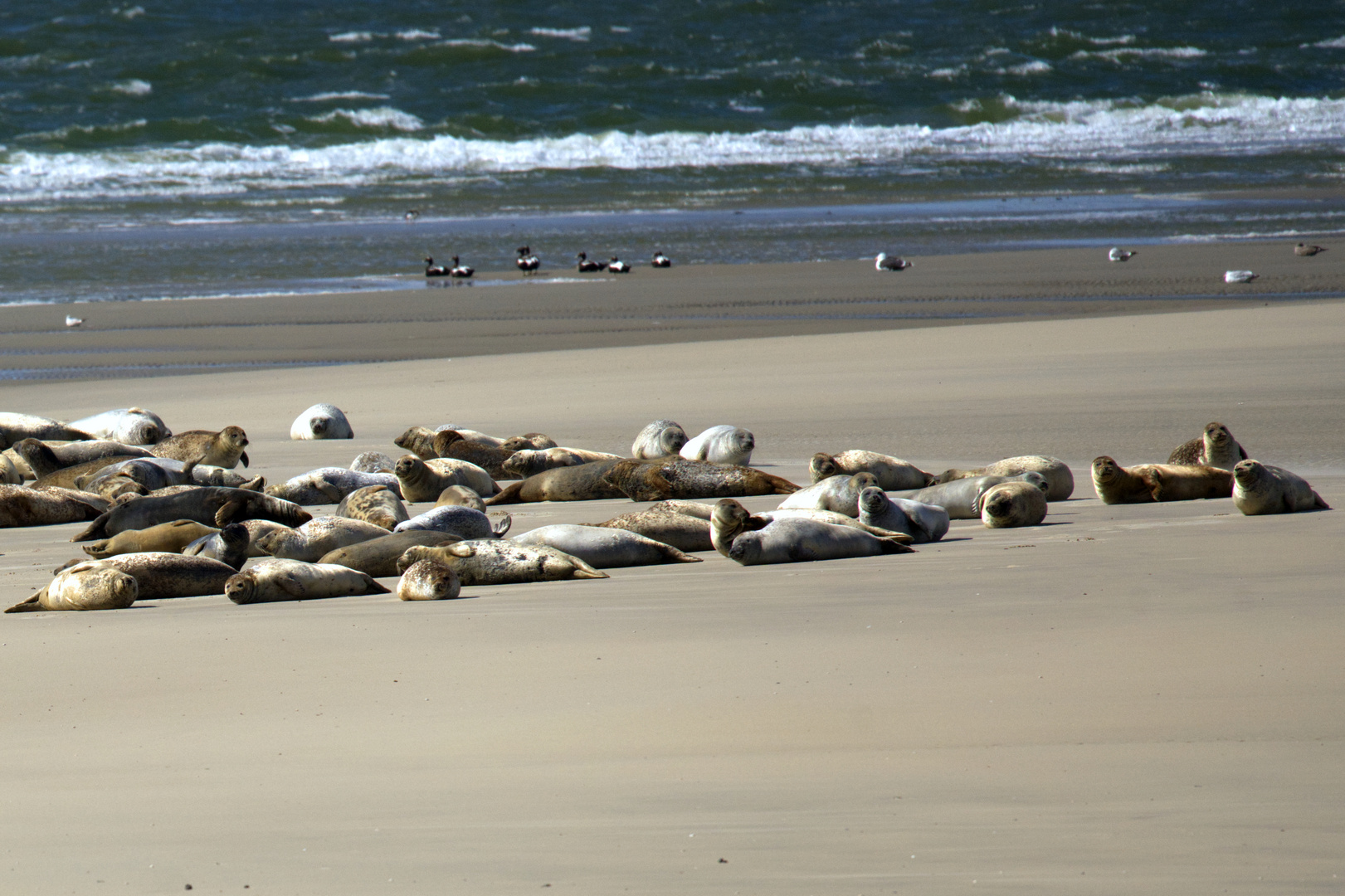 Seehunde auf Sandbank vor Borkum