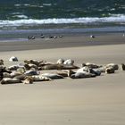 Seehunde auf Sandbank vor Borkum