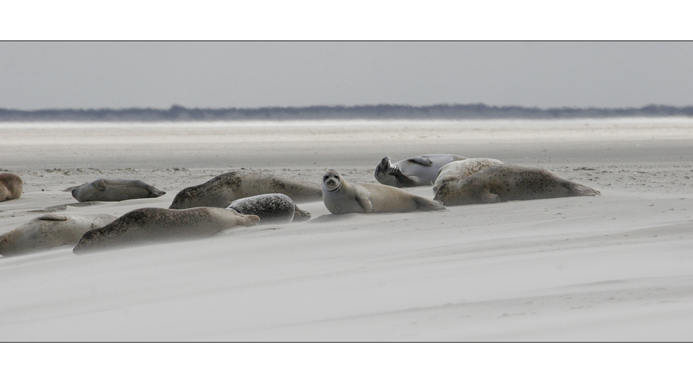 Seehunde auf Sandbank vor Borkum